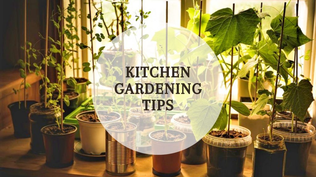 8 Kitchen Gardening Tips