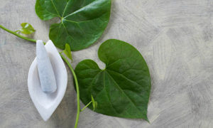 Benefits of giloy