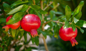 अनार खाने के फ़ायदे (pomegranate benefits in hindi)