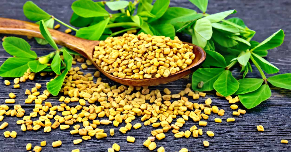 Reap These 8 Fenugreek Water Benefits To Stay Healthy