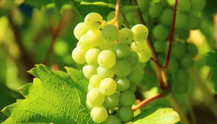health benefits of grapes