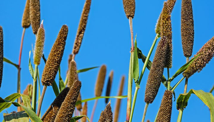 Bajra
