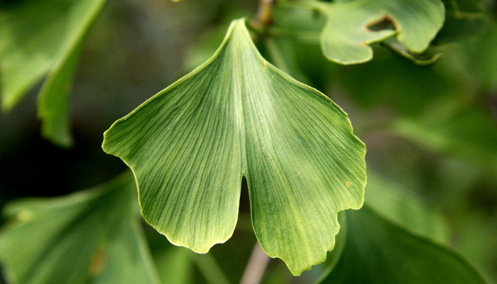 Biloba Ginkgo