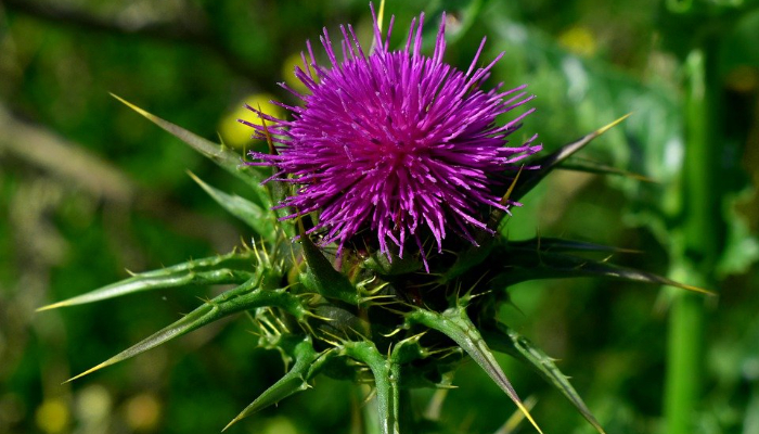 Milk Thistle