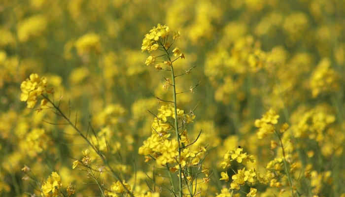 Sarson (Winter Superfoods)