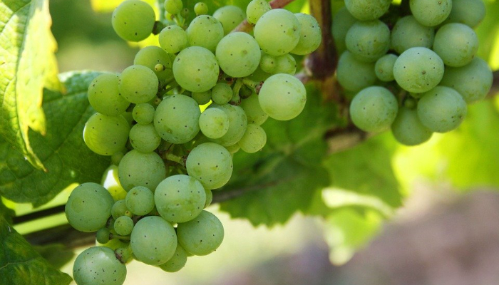 अंगूर (Grapes)