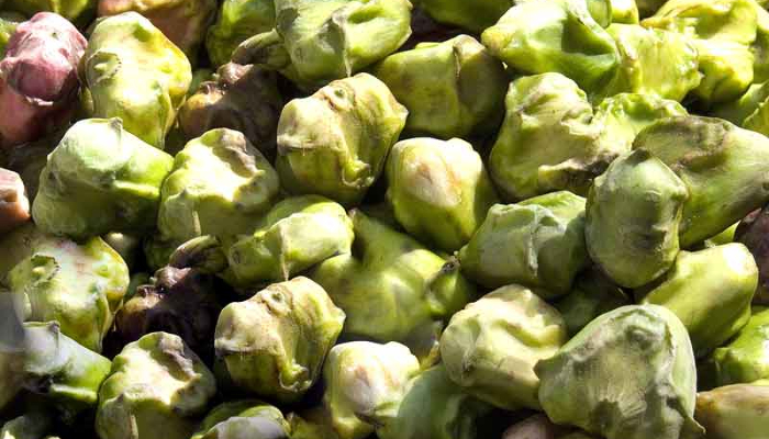 सिंघाड़ा (Water Chestnut)