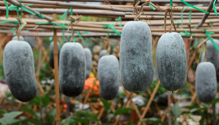 पेठा (Winter melon)