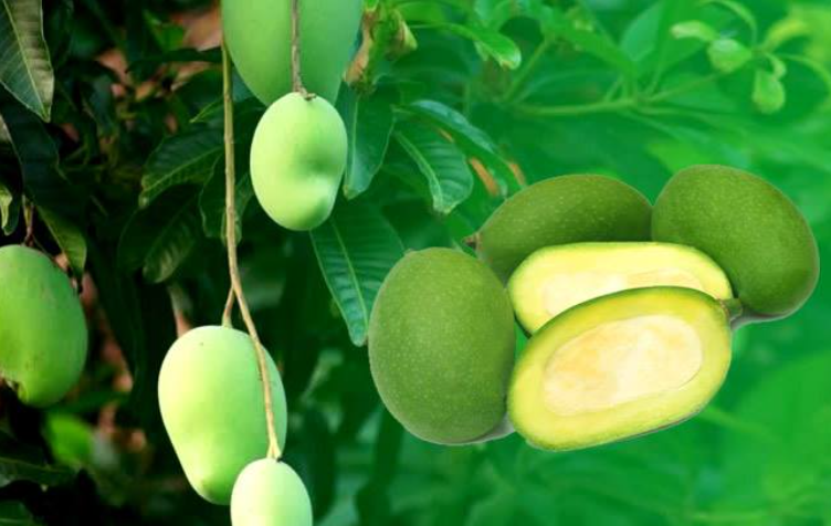 raw mango benefits
