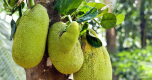 Bad Food Combination With Jackfruit