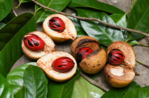 Nutmeg Benefits in hindi