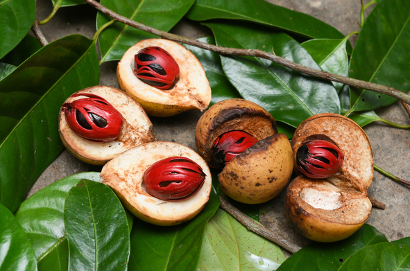 Nutmeg Benefits in hindi